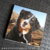 Bernese Mountain Dog Magnetic Note Pad (Square)